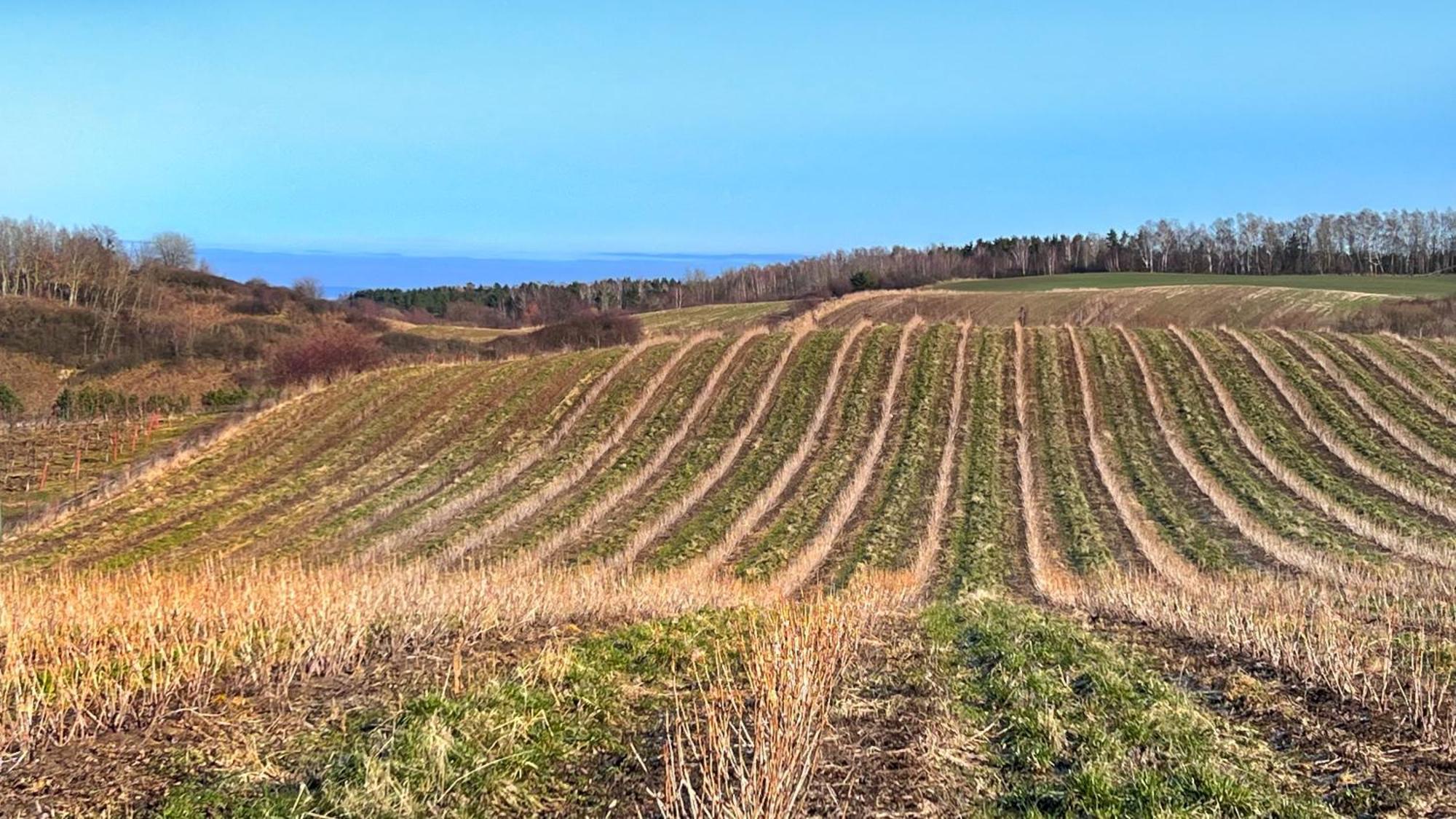 Osada Nad Zalewem Villa Tolkmicko Exteriör bild